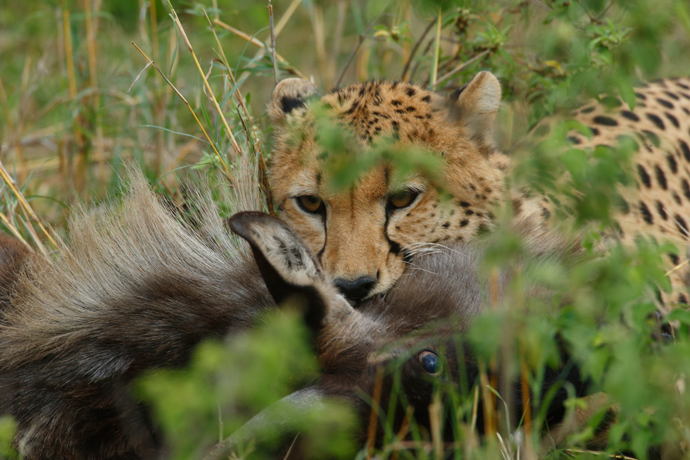 Una vez derribada la presa, el guepardo muerde la yugular para estrangularla.